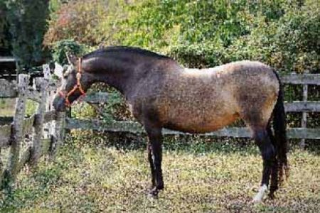 élevage de chevaux, étalons, spectacles équestres | Elevage des Dieux Charente Maritime