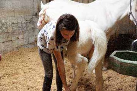 élevage poulains, étalons, spectacles équestres | Elevage des Dieux Charente Maritime
