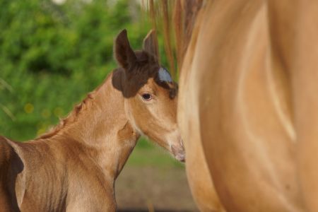 Elevage des Dieux | élevage de chevaux en Charente Maritime