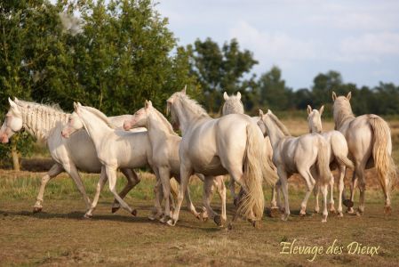 Elevage des Dieux | élevage de chevaux en Charente Maritime