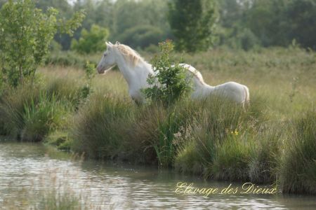 Elevage des Dieux | élevage de chevaux en Charente Maritime