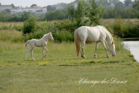 Elevage des Dieux | élevage de chevaux en Charente Maritime