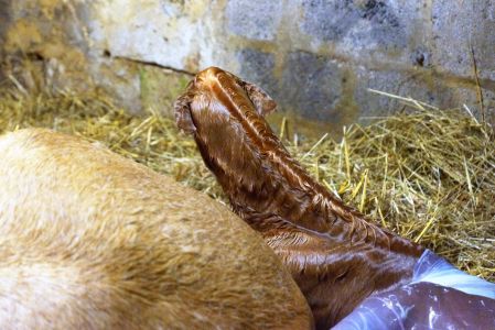 Elevage des Dieux | élevage de chevaux en Charente Maritime