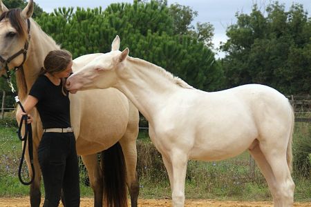 Elevage des Dieux | élevage de chevaux en Charente Maritime