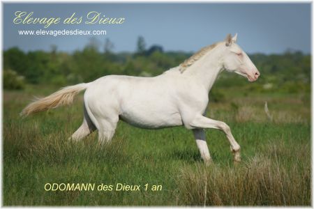 Elevage des Dieux | élevage de chevaux en Charente Maritime