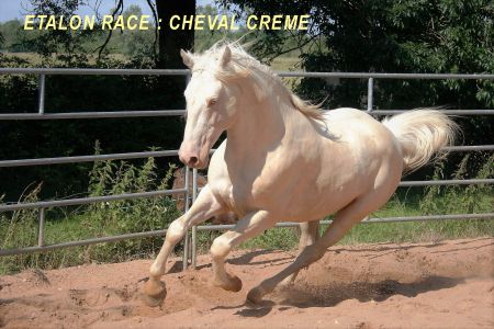 Elevage des Dieux | élevage de chevaux en Charente Maritime