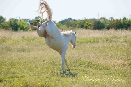 Elevage des Dieux | élevage de chevaux en Charente Maritime
