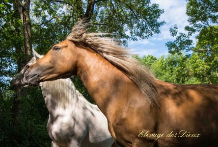 Elevage des Dieux | élevage de chevaux en Charente Maritime